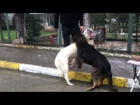 Video: Dövüş Köpekleri Nasıl Ayrılır
