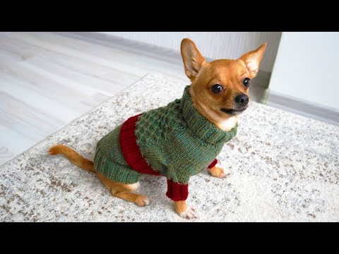 easy-dog-sweater-knitting-pattern