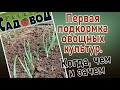 Первая подкормка овощных культур. Когда, чем и зачем