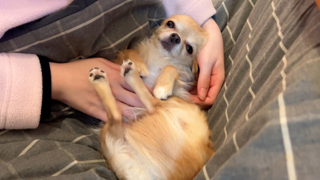 自分が家族の宝物だということを完全に理解しているチワワ