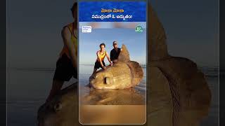 Meet the Mola Mola: The Ocean’s Heaviest and Strangest Fish! | Fishery News Telugu