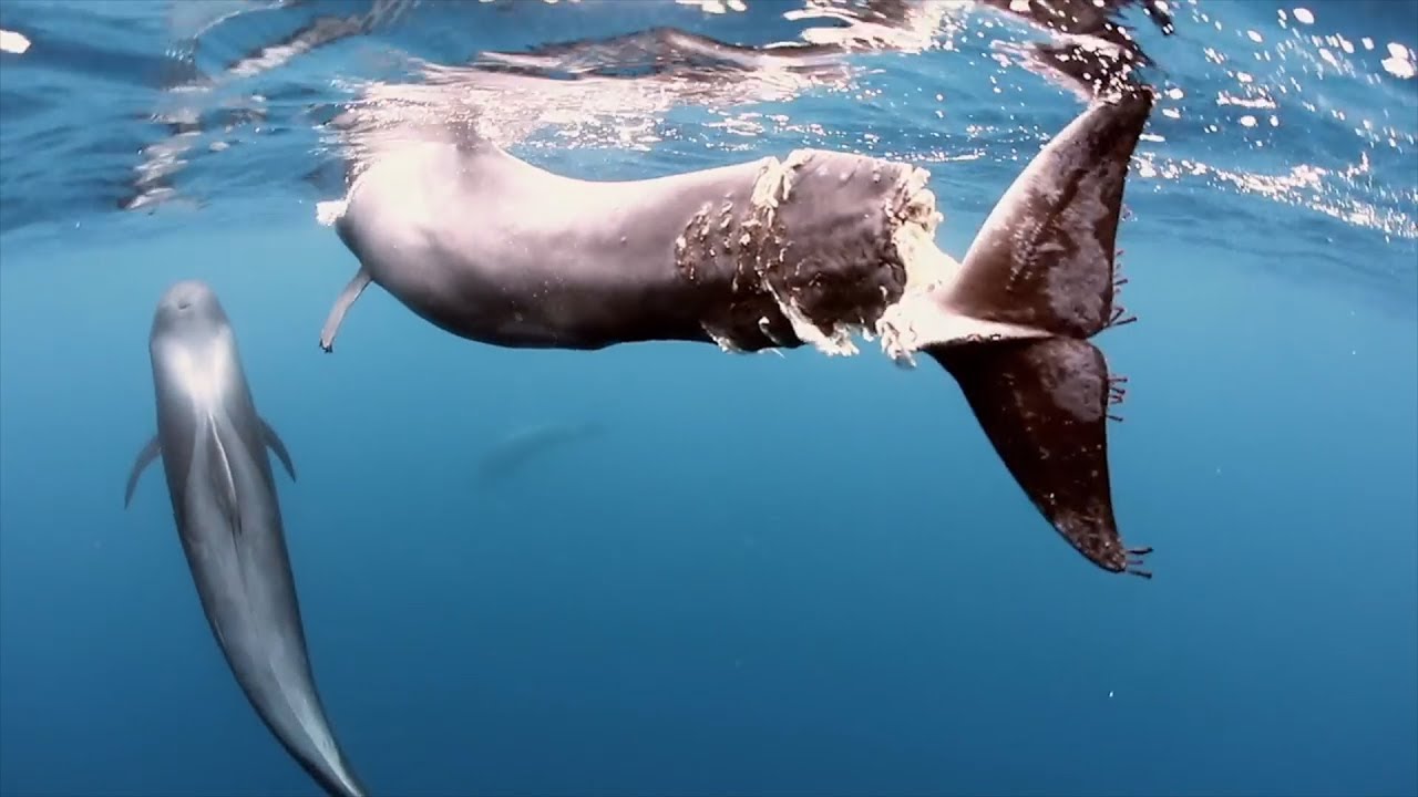 ballena azul Shark tiburón inflable Delfin ballena orca Narwal ballena jorobada