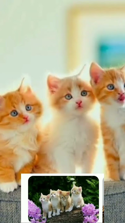 nada dering kucing 🥰😂