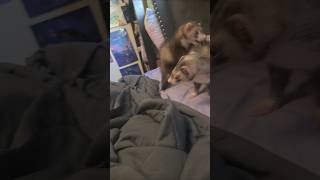 Havd You Played Snaxie Bongo