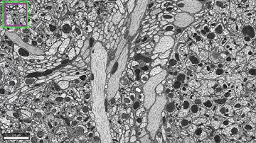 Alignment of FlyEM female "hemi-brain" sample