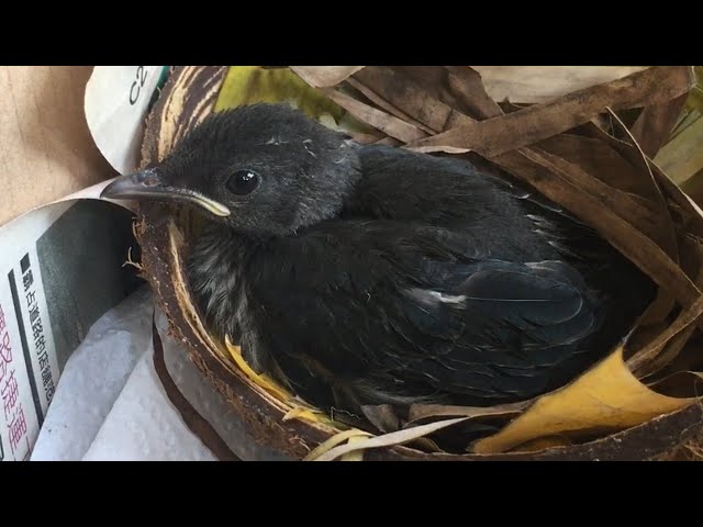 Bagi makan anak Burung Perling / Burung Cucak Keling | Feeding baby bird Asian Glossy Starling class=