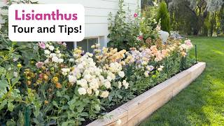Lisianthus Tour and Tips!