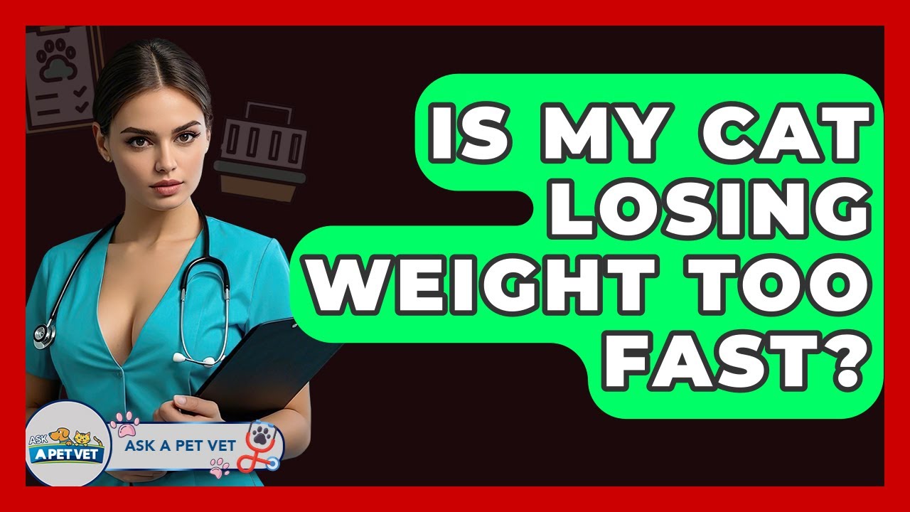 Is My Cat Losing Weight Too Fast? - Ask A Pet Vet