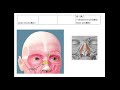 口腔解剖學 2 2025 04 28 100949