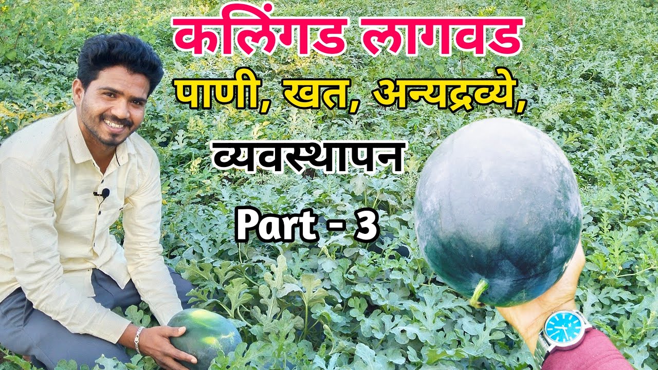 कलिंगड पाणी व्यवस्थापन | कलिंगड पाणी नियोजन |#PracticalFarming #kalingad #tarbuj