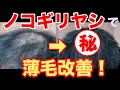 ノコギリヤシの育毛効果！薄毛や抜け毛が改善される15ヶ月間！