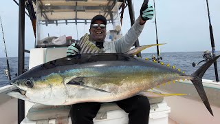 Yellowfin Tuna Hunt Muscat Oman #fishing #yellowfin #yellowfintuna