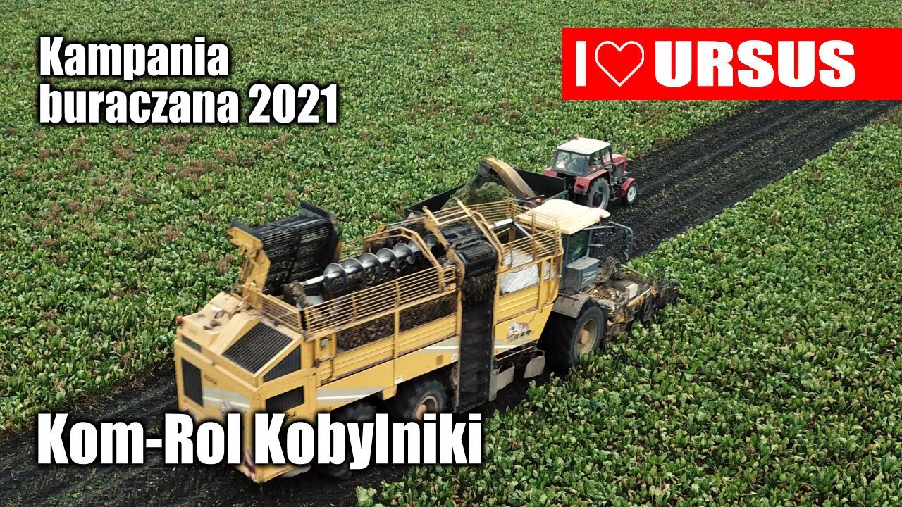 maxresdefault Kampania buraczana 2021 w Kom Rol Kobylniki – w polu ROPA Tiger i Ursusy   VIDEO