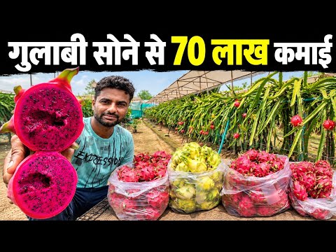 विदेश की जिंदगी छोड़ गांव में कर रहे हैं Dragon fruit farming | Pitaya Fruit Farming in India