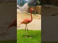 #flamingo #nature #naturephotography