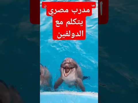 مدرب مصري يتكلم مع الدولفين