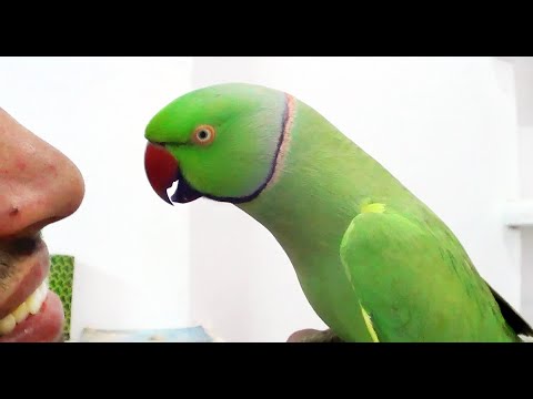 Conversation with my parrotWorlds best Bird