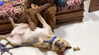 Labrador puppy asks belly rub to his mom when she returned home from school | Little John |