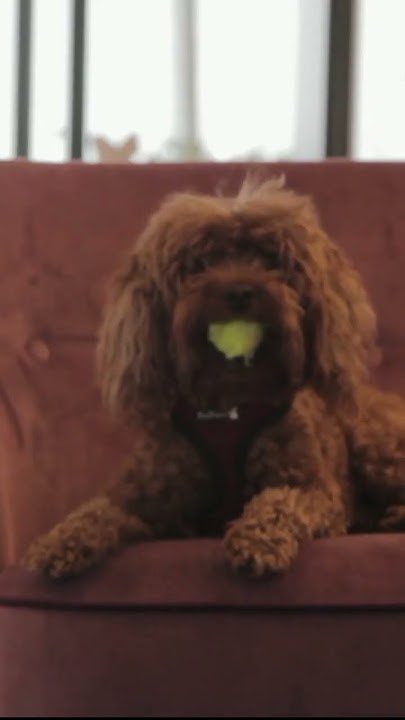PETS Alergias alimentares - YouTube