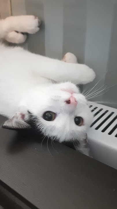 В любой непонятной ситуации сохраняй чистоту🐈🛁 #тайсон #спасение ...