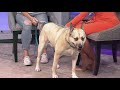Petline9: 8-year-old Indigo is ready for a permanent home