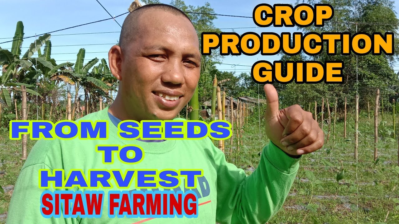 CROP PRODUCTION GUIDE / SITAW FARMING / FROM SEEDS TO HARVEST YouTube
