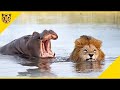 Inilah Alasan Mengapa Kuda Nil Lebih Berbahaya daripada Singa