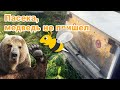 Пасека, медведь не пришел