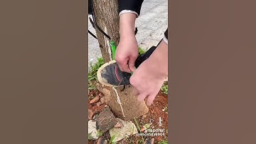 how To Climb Trees How To Climb A Tree Must Watch!  #shorts