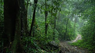 Bruit blanc relaxant | Sons doux de la forêt tropicale pour dormir, méditer et étudier