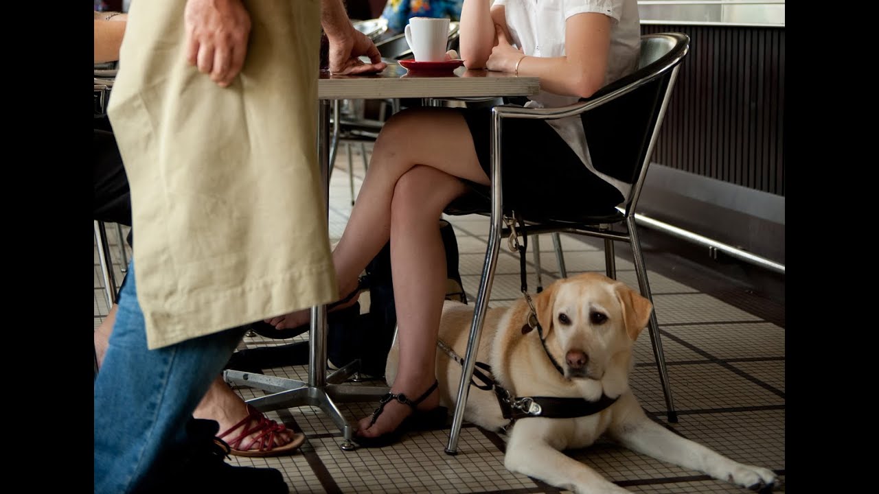 It’s Time to End Guide Dog Discrimination Campaign YouTube