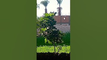 يا أيها الذين آمنوا إذا نودي للصلاة من يوم الجمعة #سورة_الجمعة #ياسر_الدوسري #مقاطع_دينية_قصيرة