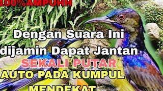 AMPUH BANGET|| Suara Pikat Burung Kolibri Kelapa manggar Dijamin Dapat Jantan @ObonKuy 