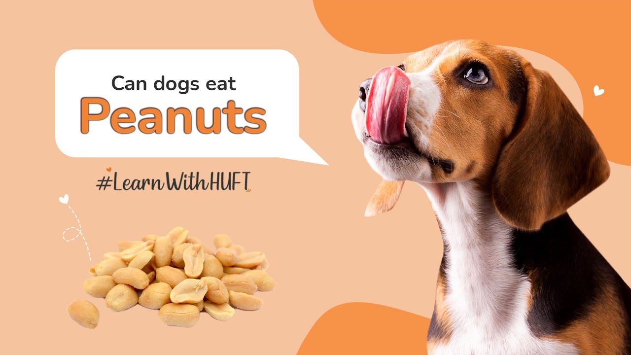 Can My Dog Eat Peanuts? I #Learnwithhuft I Heads Up For Tails - Youtube