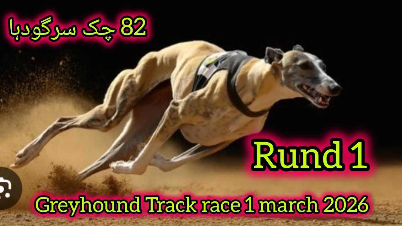 Greyhound Track race 1march 2026 1 day Ahbab Club Chak 82 sargodha by khan studio 92 