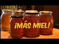 Inspección de las Colmenas y Cosecha de Miel - Manejo de Colmena Sin Láminas de Cera - Flow Hive