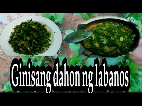 Video: Pulang Labanos