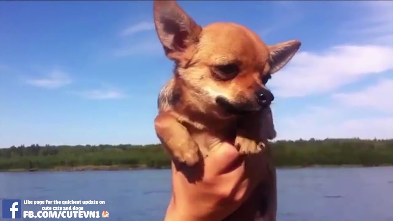 ♥Cute Dogs and Cats Doing Funny Things Compilation 2017 ...