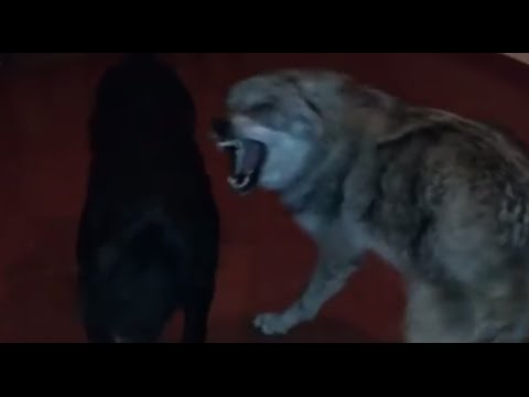 Dog vs wolf in the home მგელი სახელად მავნე და კანე-კორსოს ჯიშის ძაღლი სახელად მუფაზა..