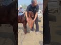 DamascusGoat Goat Sheep#6