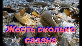 Кармановское водохранилище.Подводная охота в Башкирии. Огромные стаи сазана в садках!