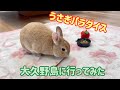 うさぎパラダイス！？大久野島に行って来ました！Rabbit paradise! ? I went to Okunoshima in Hiroshima! 【No.237】