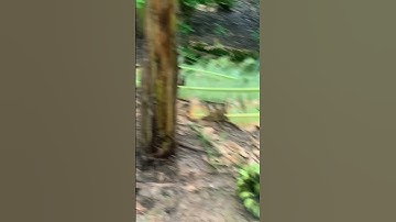 Thu hoạch chuối sáp nghệ