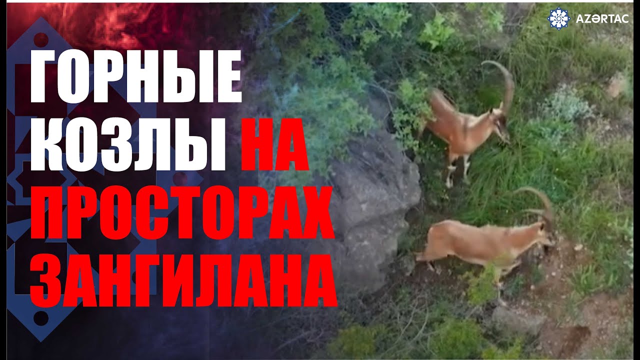 На скалах Зангилана замечены горные козлы - YouTube