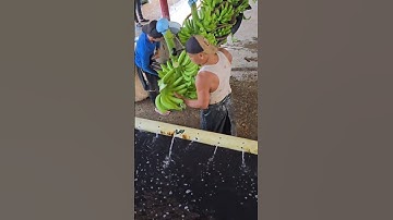 Chuối Làm Thế Này Đã Đạt Chuẩn