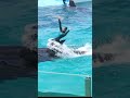 信頼の証「スカイロケット」 #Shorts #鴨川シーワールド #シャチ #kamogawaseaworld #orca #killerwhale