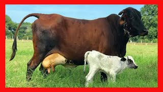 🔴  Ranchos Chabelita y Chichen Holando Cebu en México ✅ (Vacas Lecheras)