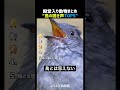 鳥とは思えない鳴き声TOP5 🐦🔊