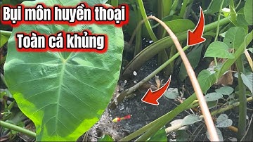 Câu Cá Rô Đồng Bụi Môn Huyền Thoại Quá Trời Cá Khủng Đây Rồi / lãng tử miền tây T 78