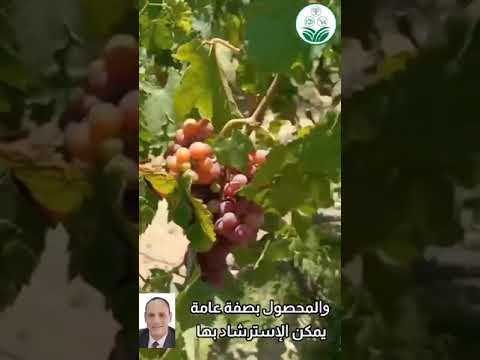 عاطف ابو عجيلة عدم انتظام تلوين عناقيد العنب وضعف نضج الأفرع الثمار التي ستحمل محصول الموسم الق